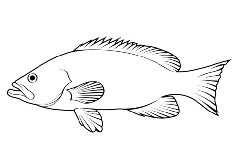 Dusky Grouper (Epinephelus Marginatus) Coloring Page